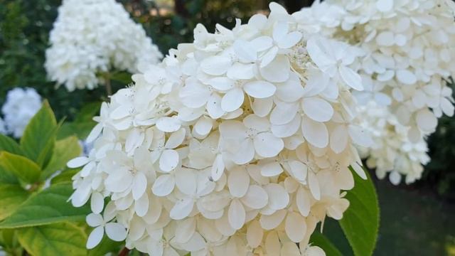 Hydrangea paniculata 'Limelight' смотреть онлайн