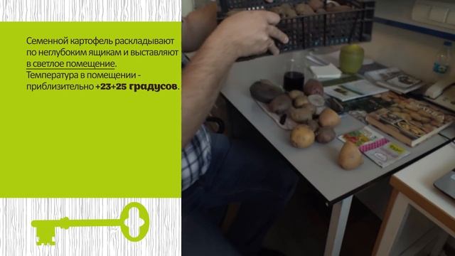 Как готовить картофель к посадке  Проращивание на свету