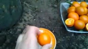 Цитрус Кукле. Часть 2
