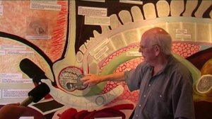 Professor Malcolm Clarke - discusses the anatomy of sperm whales