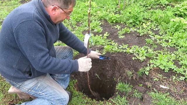 Обзор молодого сада.Как посадить сад своими руками. Видео