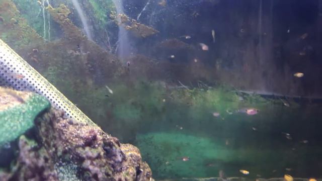 Lavender gourami fries смотреть онлайн