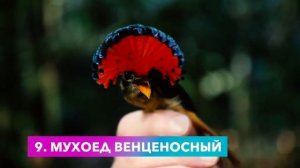 Самые яркие и красивые птицы, которых вы никогда не видели!