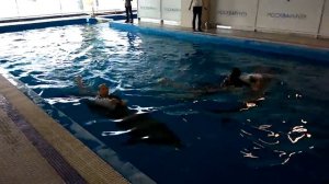 Плавание с дельфинами в бассейне