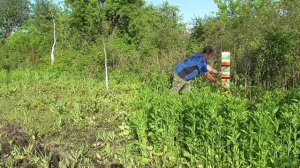 Эксперименты. Сидераты. Нетипичные. Чистотел и Бальзамин железистый