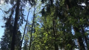 Участок в Комарово (СПБ, Курортный район, ул. Академика Комарова - Академгородок)
