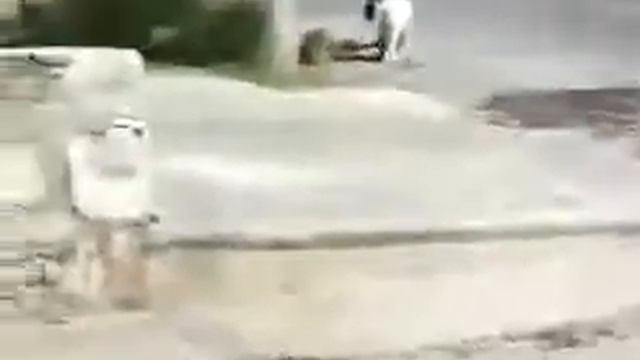 Животные атакуют . Хищник ... кот . смотреть онлайн