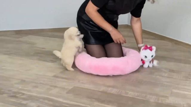 Щенки той пуделя прыгают и играют смотреть онлайн