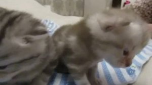 Шотландские котята первые шаги 16 дней жизни