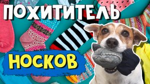 Приколы с собаками. Джек рассел терьер ворует носки из стиральной машины