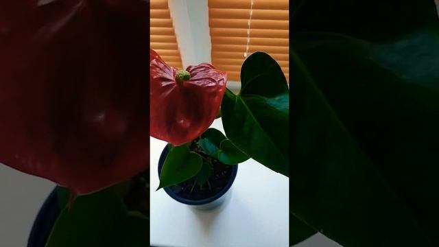 Антуриум Андре/ Anthurium andreanum