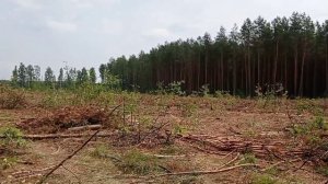 Пасу коров.Заглянула в лес.