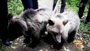 В городском парке Зеленограда найдены двое медвежат