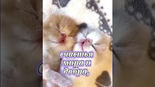 спокойной ночи!
