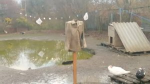 Как избавиться от ястреба?