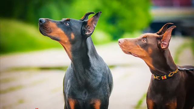 Доберман ОФелия смотреть онлайн