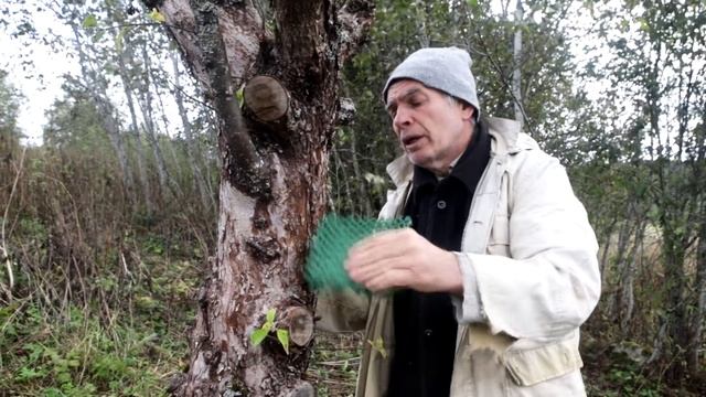 Дикая яблоня - тоже человек. Борис Старостин