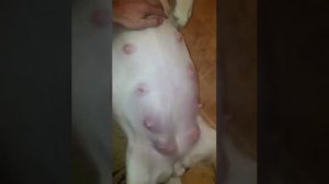 Вязка лабрадоров