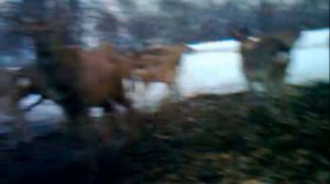 Приручение диких оленей.