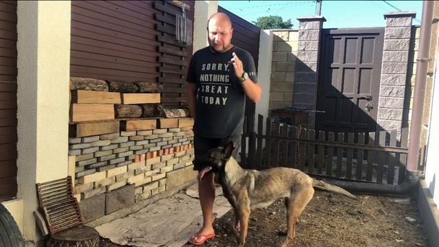 1 этап в обучении „собака-детектор”(загрузка на кликер) #дрессировкасобаки #дресировка #малинуа