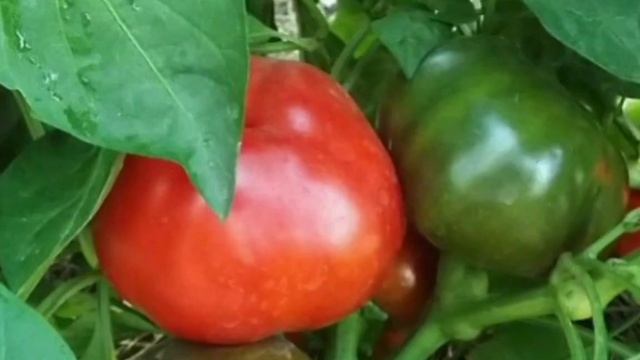 Десятка лучших сортов перцев сладких и высокоурожайных .