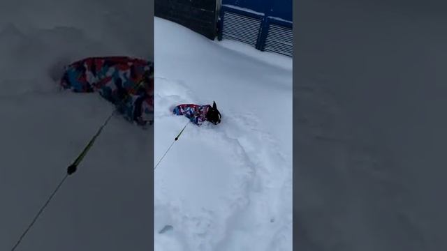 Наша очаровашка Буль Булич  Бостон Терьер и это не французский Бульдог ....Boston Terrier Buly
