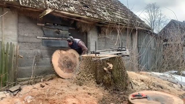 Пень ясеня с сюрпризом /Как убрать пень