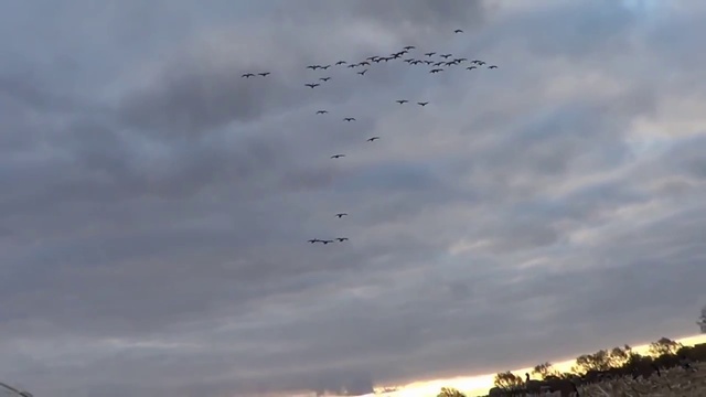 Гусинная охота на кукурузном поле смотреть онлайн