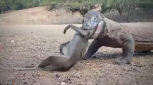 Komodo Dragon Cruelly Swallowed Monkey Alive