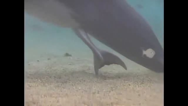Видели,как рождаются дельфины смотреть онлайн