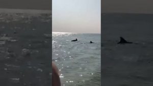 ДЕЛЬФИНЫ НА ПЛЯЖЕ!   ШОК!  ВЫ ТАКОГО НЕ ВИДЕЛИ!