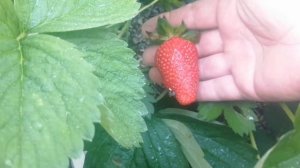 Клубника сорт Монтерей и сорт Лючия