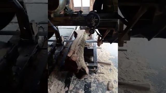 Olive tree Sawmill - UniquePlanetStore - Olea Europaea