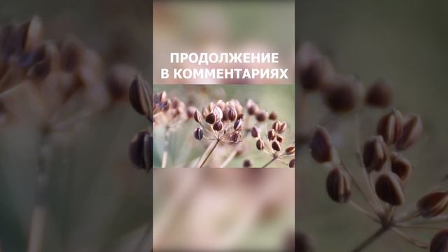 Как Применять Семена Укропа В Лечебных Целях | Всего одна ложка СЕМЯН УКРОПА и организм...