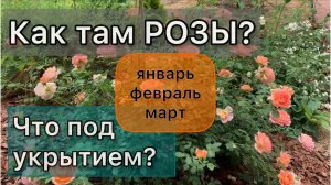 Уникальные замеры температуры и влажности под укрытиями с розами. Дневник садовода
