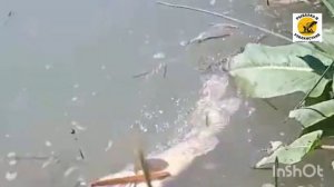 #РЕКОРД САМАЯ КРУПНАЯ #МАРИНКА #рыбалка