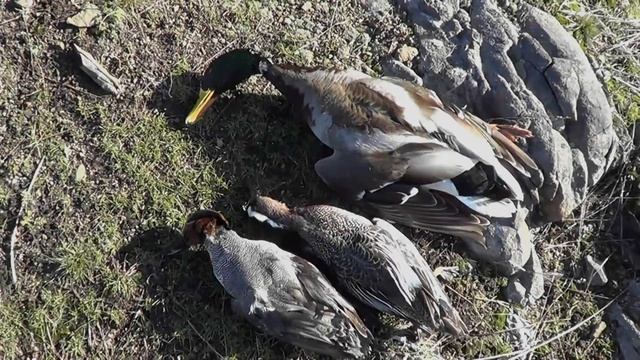 Открытие весенней охоты 2019 смотреть онлайн