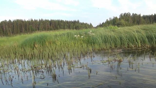 Сплав по Ваймуге 22 июля 2022 смотреть онлайн