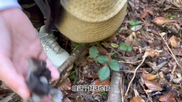 瑞士森林采蘑菇，竟然采到了这么多种超贵的蘑菇，赚大发了！｜不用超市买蘑菇了赶快摘起来吧不采白不采｜采蘑菇真的容易上瘾别轻易尝试！！｜野生菌｜户外｜蘑菇｜森林｜野味