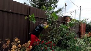 Как пригибать плетистые розы. На примере двух роз. Укрытие для розы. как Пригнуть вьющиеся розы. Са