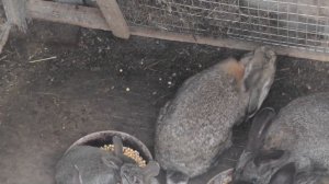 Кролики в норе 4 месяца! Второй окрол, вышли крольчата!
