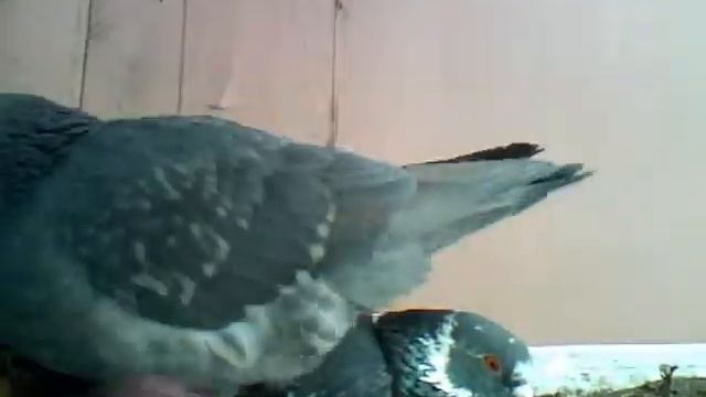 ? Голуби на балконе смотреть онлайн