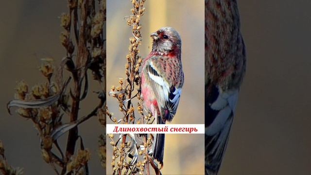 Снегири
