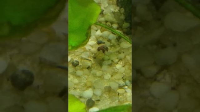 Борьба с водорослями в аквариуме с помощью улитки Теодоксус