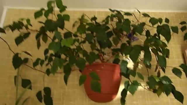 Мои комнатные растения. Комнатные цветы