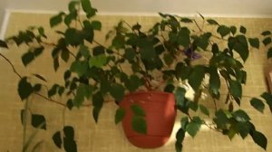 Мои комнатные растения. Комнатные цветы