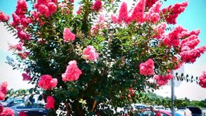Зацвела индийская сирень ( Лагерстремия индийская ) . Crepe-myrtle.