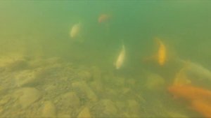 Как перезимовал карп Кои | Рыба в пруду часть 1