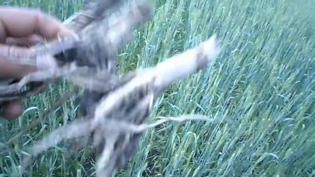 Будем брызгать от вредителей. Пшеница озимая 2018
