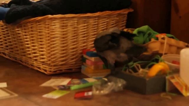 Дневник домашней серой вороны. Часть вторая: О дружбе с русским тоем. смотреть онлайн